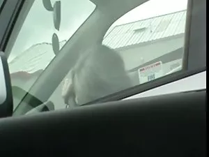 ყველაფრის შეძენა შეს ...