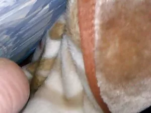 დიდი 1 წლის წინ ass  ...